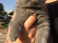 SAFKAN KÜL RENGİ BEBEK BRİTİSH SHORTHAİR