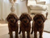 Baby Face Poodle Yavrular