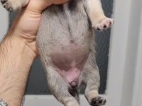 Kalite pug yavrumuz 1 haftaya hazır