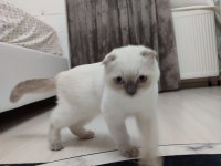 Veteriner kontrollü Aşısı tam