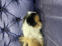 6 aylık erkek ginepig