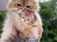 British longhair bebekler