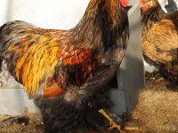 GOLD LACED BRAHMA KULUÇKALIK YUMURTA & CİVCİV