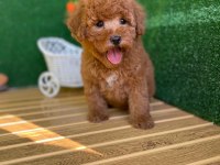 Toy Poodle Bebek Köpekler