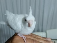 Yavru kartopu sultan papağanları