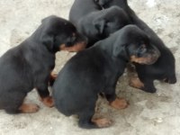A KALİTE KİNG DOBERMAN