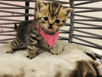 British Shorthair Yavru Kedilerimiz Yeni Evlerini Arıyorlar