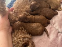 Yavru toy poodle