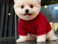 Irk ve sağlık garantili pomeranian boo bebekler