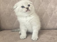 Birbirinden güzel scottish fold bebeklerim
