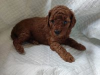 Özel Toy Poodle Yavrular