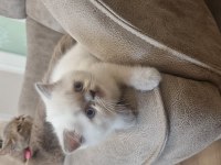 Boncuk gözlü blue point british shorthair