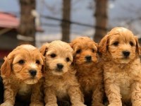 Sevimli maltipoo yavrular