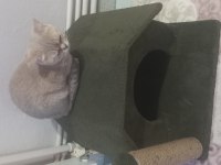 Sahiplendirilecektir british shorthair