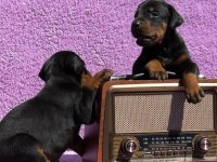Secereli Doberman yavrularımız 