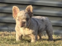 FLUFFY New shade İsabella merle french bulldog