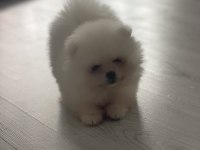 Aynı surat orjinal pomeranian boo