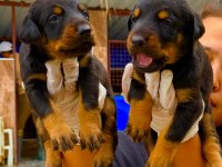Doberman yavrularımız