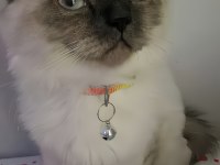 Ücretsiz Scottish Blue Point Kedi Sahiplendirme