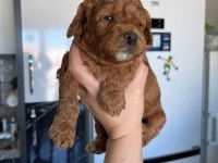F3 maltipoo yavrular