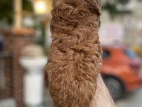 TOY POODLE RED BROWN YAVRUMUZ UYGUN SAHİPLENDİRİLECEKTİR