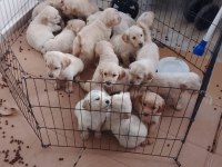 Afacan golden retriever köpekler