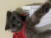 Ücretsiz Cins British Longhair