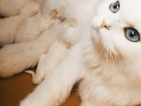 Kedimiz SEMENTA ve yavruları