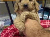 Maltipoo Yavrularımız Irk Ve Sağlık Garantili