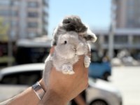 ORJİNAL GARANTİLİ BEBEK CÜCELER