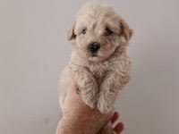 Minik maltipoo bebekler