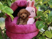 Toypoodle Yavrularımız