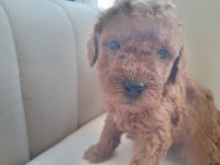 Orjinal toy poodle yavrularımız