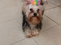 Mükemmel baby face yorkshire terrier erkek