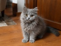 British Longhair Blue
