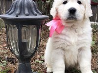 Golden Retriever Yavrular İstenirse Kapınıza Teslim