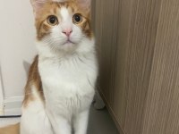 Sarman kedi ilanı