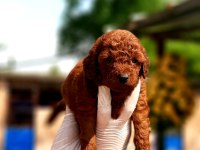 Toy poodle yavrularında son nokta
