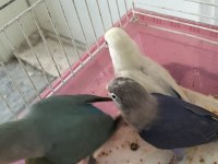 Ele alıştırmalık sevda ve cennet yavrular