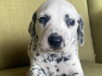 Anne altından dalmaçyalı (dalmatian) yavrular