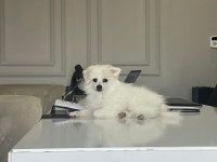 Dişi 1 yaşında sahiplendirilecek pomeranian