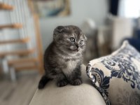 Yavru Scottish Fold