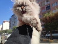 British longhair dişi