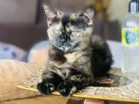 British Shorthair Dişi Black Tortie Kedimiz