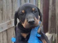 DOBERMAN DAMIZLIK DİŞİ VE ERKEK