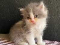 İster dişi ister erkek kedimiz Antalya adrese teslim