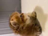 British Longhair Ny11