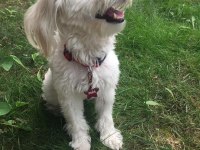 AKILLI MALTESE KIZIM