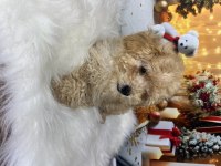 Kıvır kıvır Maltipoo