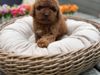 Ruhsatlı Köpek Çiftliğinden Toy Poodle Yavrularımız